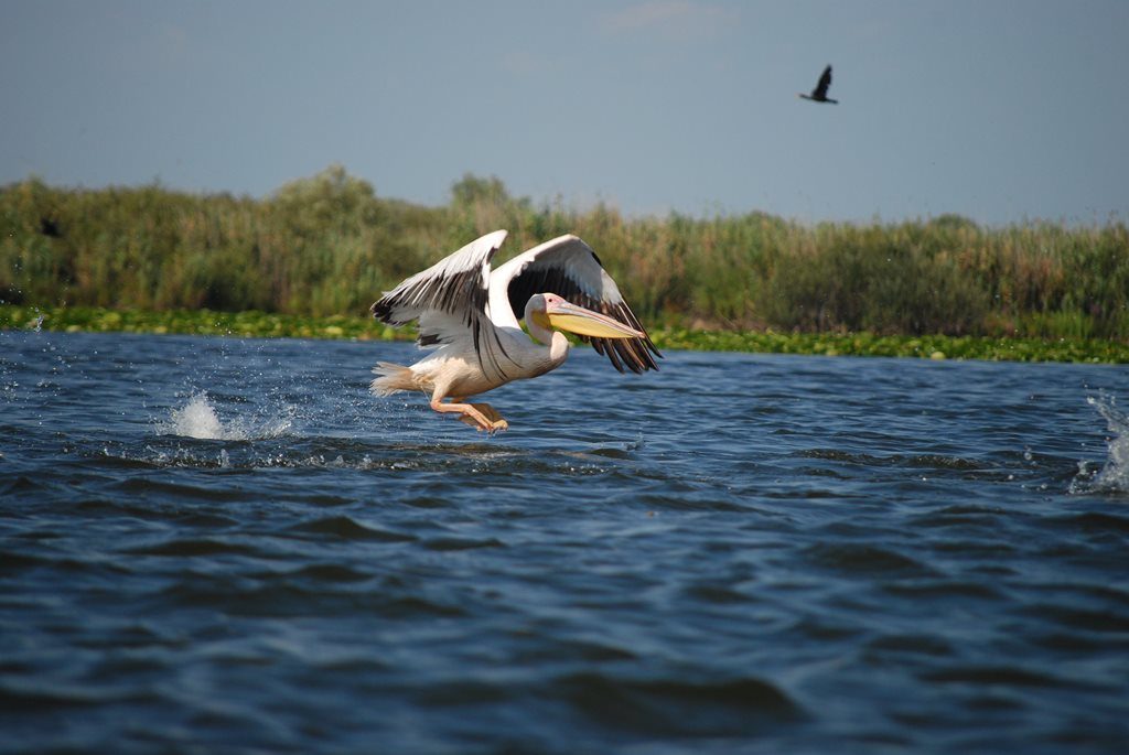 Pelican Delta Dunarii